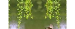 关于杨柳的句子？(精选7条)