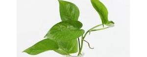 形容绿箩坚强的句子,绿萝的寄语和感悟？