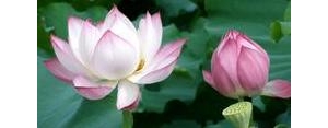 夏末秋初的句子,描写夏末秋初的诗句？