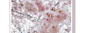 发抖音描写樱花开得美的短句,抖音最搞笑樱花句子？