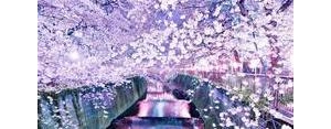 关于樱花样子的句子短句,形容樱花的句子唯美短句？