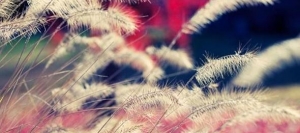 碧水云天共一色，苍苔枯草似三秋（优美文字送给你们）