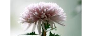 菊花绽放的短句,形容菊花盛开的句子？