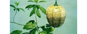 清晨短句描写,清晨的句子短句唯美？