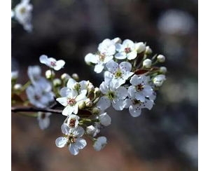 表达梨花的绽放的短句,赞美梨花开放的优美句子？