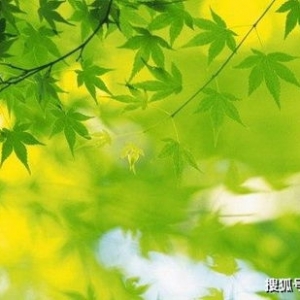 我就是我的短句,形容我是一片落叶的句子？