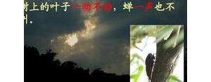 树上的叶子一动不动蝉一声也不叫仿写句子,树上的叶子一动不动,蝉一声也不出仿写？ ...
