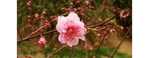 形容桃花开谢的伤感句子,桃花花谢的感伤诗词？