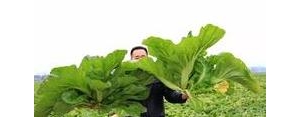 菜打广告的句子,华容芥菜广告句子