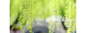 四月的诗句和唯美句子,适合4月发的诗句和短文？