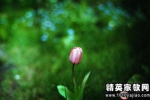 关于棉花的唯美句子,描写棉花的好语句？