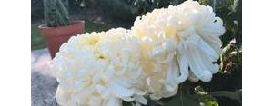 收到菊花的句子,赏菊花回来的说说？