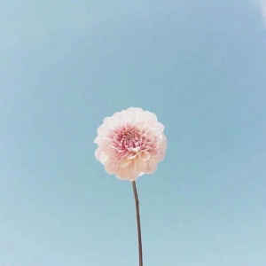 蒲公英的飘句子,会飞的蒲公英好句赏析？
