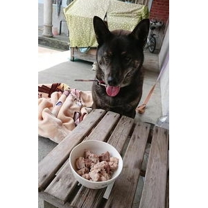 宁愿喂狗也不给你吃的句子,不以饱食终的句子？
