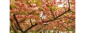 写樱花的句子短一点,形容樱花的句子唯美短句？