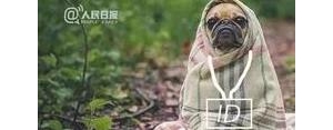 狗多么自由的句子?描写动物自由的句子？