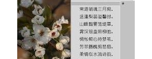 夸梨花的句子,几句赞美梨花的优美语句？