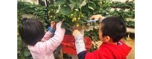 摘草莓的句子短句唯美,草莓采摘广告语？