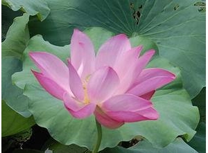 夏的短句子有哪些?夏天的短句？