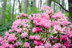 描写杜鹃花的优美句子300字,使用说明方法描写杜鹃花的优美句子？ ...