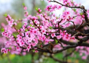 桃花的优美句子,形容桃花优美的句子？
