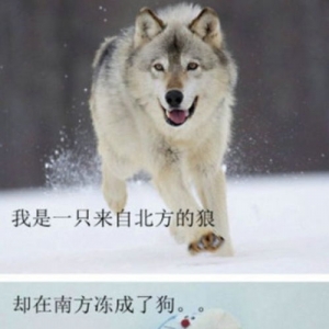 冻成狗的句子,春天冻成狗的幽默句子？