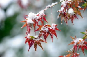 表达四月份下雪的句子,冬天几月份停雪？