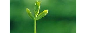 生命力的句子,表达生命力最顽固的语句？