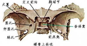 最解剖的句子,关于解剖骨头爱情句子？