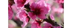 桃花形容爱情的句子,桃花朵朵开爱情宣言句子？