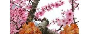 吃桃胶的句子,桃花是桃子的花吗，桃花是结桃子的树上开的花么？ ...