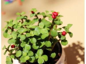 植物传播种子的句子,哪些植物传播种子方法写一段话？
