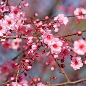 形容桃花开放的句子,仿照花钟表达桃花的绽放？