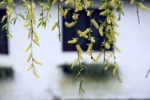 形容三月春雨的优美句子,三月春雨六月霜是什么意思？