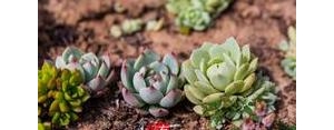 多肉种植的句子,为了满足儿子 养多肉发朋友圈句子？