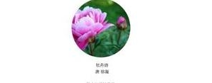 说牡丹花短句,赞美牡丹花的优美句子三年级？