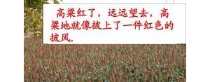 红棉花的句子,高粱红了棉花白了补充句子？
