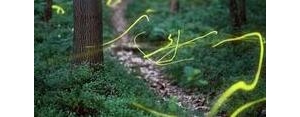 关于迷幻森林的句子,塞尔达传说迷幻森林怎么走？