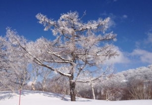 描述雪花的句子,雪的词语优美句子？