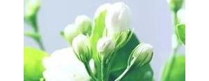 我期待早上的到来的句子,充满希望的一天从清晨开始句子？