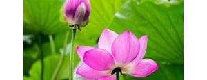 美丽的荷花像什么补充句子二年级?二年级荷花像什么比喻句？ ...