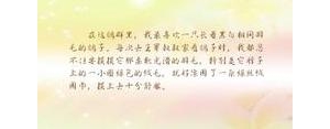 鸽子短语,关于鸽子的唯美句子？