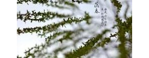 描写春天如毛细雨的句子,春天的细雨如什么一样？