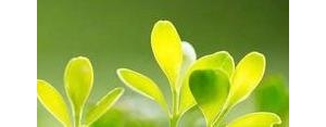 特别漂亮的早安短句,美好的一天早安句子简短精辟？