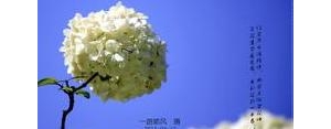 描写绣球的句子,写绣球的开头？