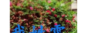 姓霍的姓氏短句,他姓霍的专属情话句子？