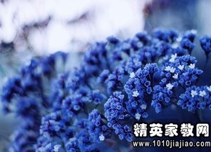 描写郁金香的唯美句子,郁金香美的句子？