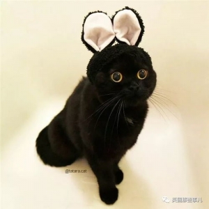形容黑猫的句子,黑猫……一段描写黑猫的句子，怎么威武霸气（高贵）怎么写，在线等， ...