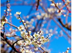 有关梅花的文艺短句子,用梅花造句50字？