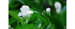 形容茉莉花香的词语和句子,形容茉莉花香的比喻句拟人句？